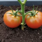 Tuta del tomate tratamiento ecológico en México tuta-del-tomate-tratamiento-ecologico-huerta-urbana