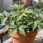 tutorial-stevia-en-maceta-huerta-urbana-1