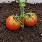 variedades-de-tomates-hibridos-para-huerto-huerta-urbana