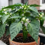 Cómo elegir el mejor vermicompostador para huerto urbano en Chile vermicompostador-para-huerto-urbano021chileinformacionalvermicompostador-huerta-urbana-1