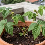 abono-casero-para-frambuesa-huerta-urbana-1