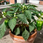 calendario-de-siembra-pimiento-colombia-huerta-urbana-1