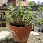 como-cultivar-oregano-en-casa-huerta-urbana-1
