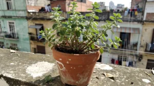 Guía para cultivar orégano en macetas y balcones en México