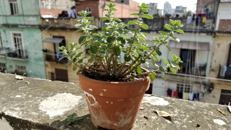 Guía para cultivar orégano en macetas y balcones en México