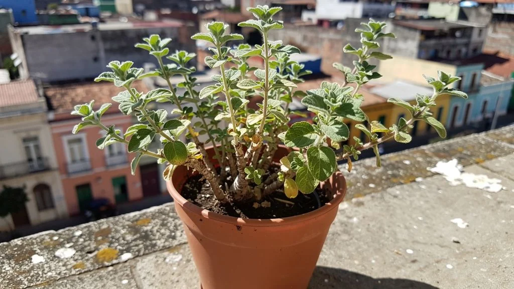 Oregano en maceta - México