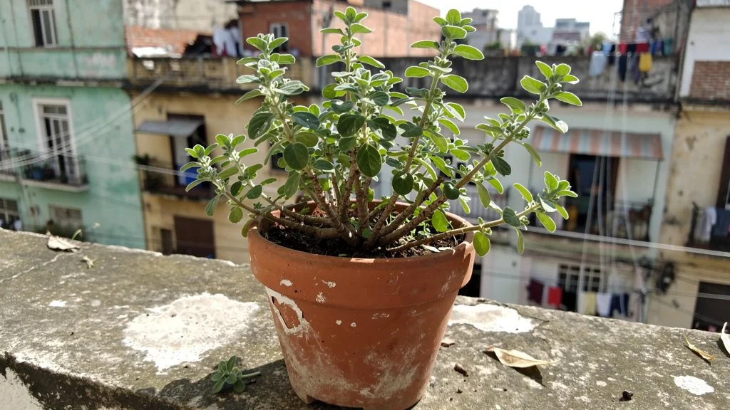 Oregano en maceta - México
