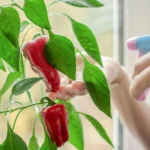 Cómo regar pimiento en maceta: guía para tu huerta urbana como-regar-pimiento-en-maceta-huerta-urbana-1
