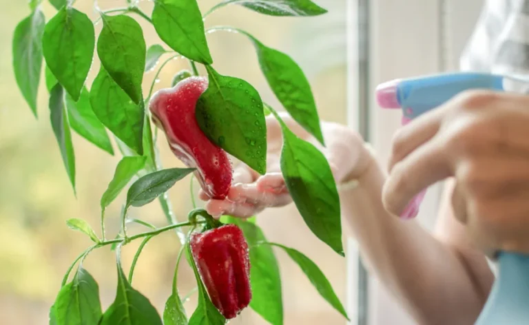 Cómo regar pimiento en maceta: guía para tu huerta urbana