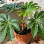 como-regar-yuca-en-maceta-huerta-urbana-1