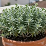 Cómo sembrar tomillo en balcón: guía para huertos urbanos en Ecua como-sembrar-tomillo-en-balcon-huerta-urbana-1