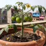 como-usar-fertilizante-natural-para-tomate-en-peru-huerta-urbana-1