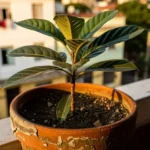 Cuánta agua necesita guanábana en balcón: guía para tu huerta cuanta-agua-necesita-guanabana-en-balcon-huerta-urbana-1