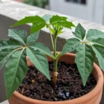 cuanta-agua-necesita-lulo-huerta-urbana-1