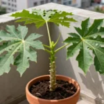 Cultivar papaya para principiantes en macetas y patios urbanos cultivar-papaya-para-principiantes-huerta-urbana-1