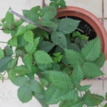 Guía de cultivo de mora en macetas para balcones y patios cultivo-de-mora-urbano-en-maceta-huerta-urbana-1