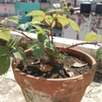 epoca-para-sembrar-mora-huerta-urbana-1