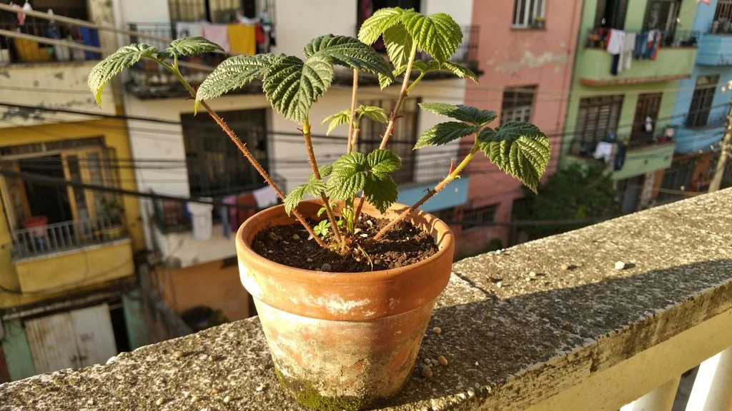 Oca en maceta - Espa&Atilde;&plusmn;a