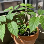 epoca-para-sembrar-stevia-huerta-urbana-1