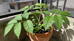 Época para sembrar stevia en macetas y huertos urbanos en Perú