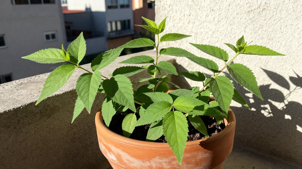 Stevia en maceta - Per&Atilde;&ordm;