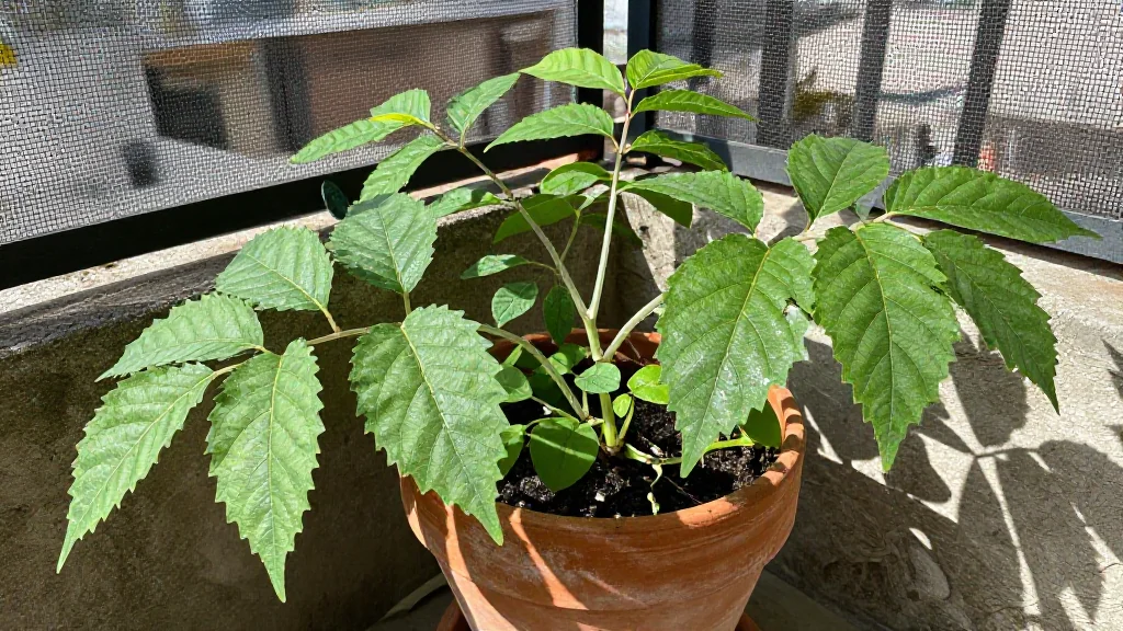 Stevia en maceta - Per&Atilde;&ordm;